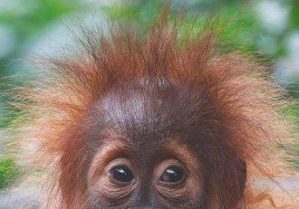 Palm oil ad banned