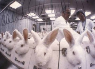 animal_testing | Shop Ethical!